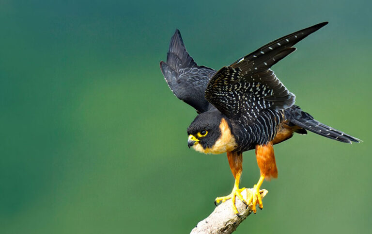 Bat Falcon Amazon Photo Workshop Peru