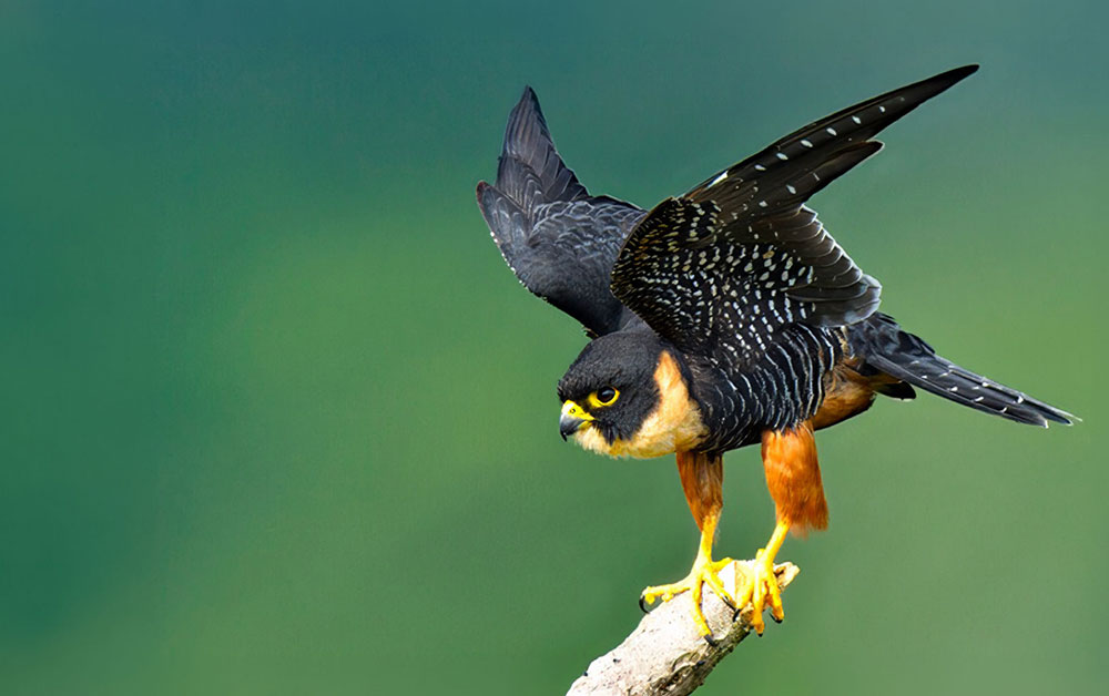 Bat Falcon Amazon Photo Workshop Peru