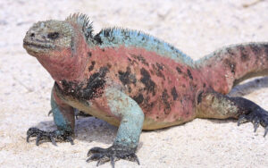 marine iguana galapagos islands