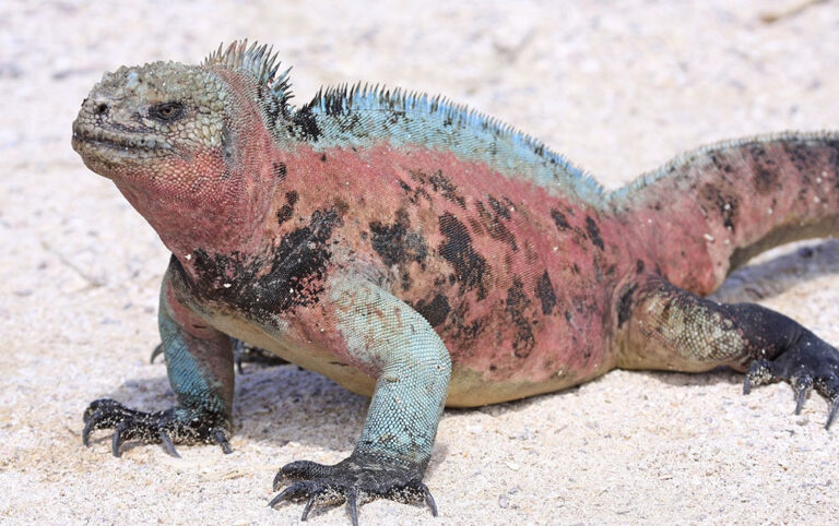 marine iguana galapagos islands