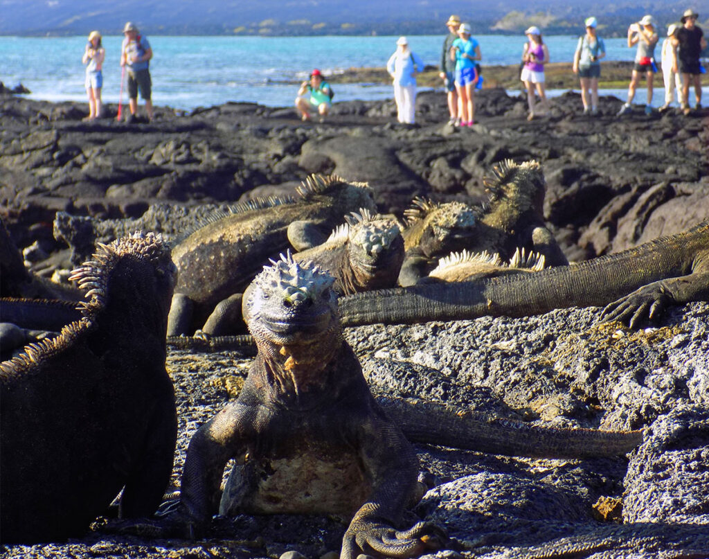Marine Iguanas Galapagos