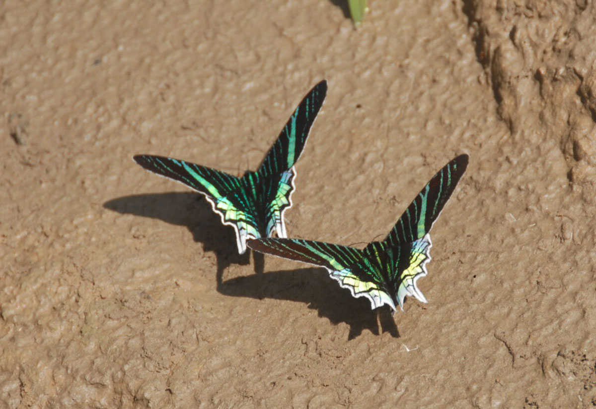 Pantiacolla Butterflies Manu Peru