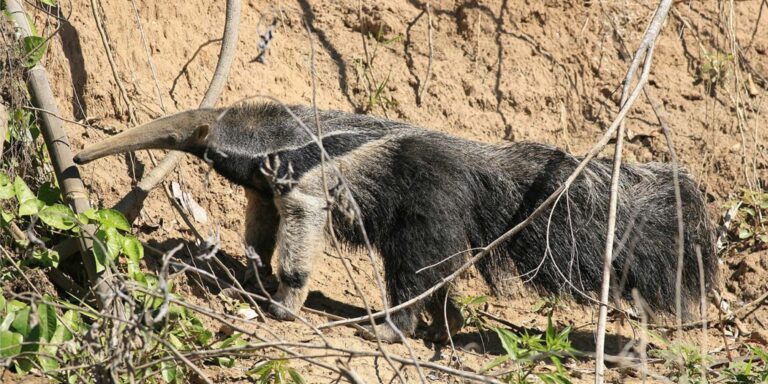 Pantiacolla Giant Anteater Manu Peru