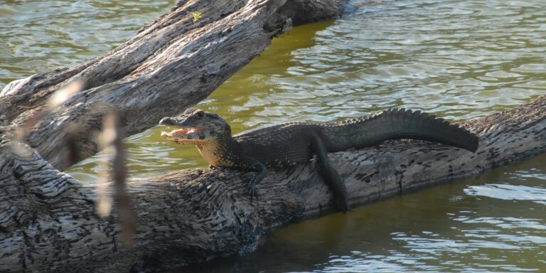 Pantiacolla Juvenile White Caiman Manu Peru