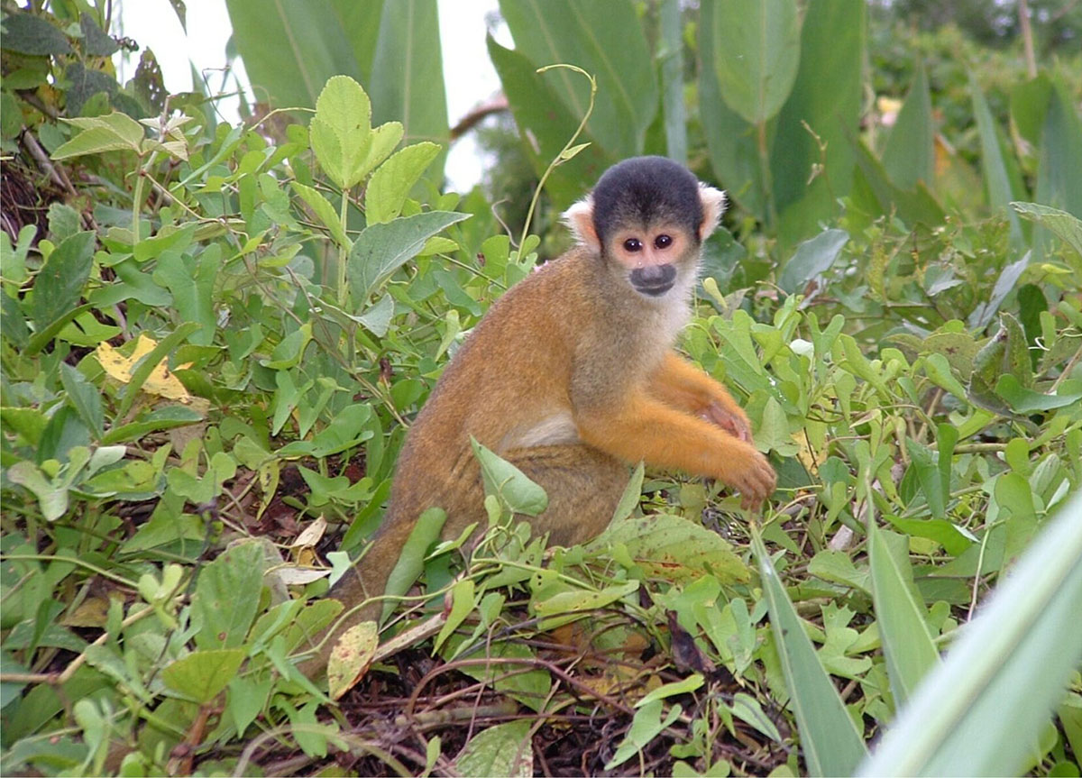 Pantiacolla Squirrel Monkey Manu Peru