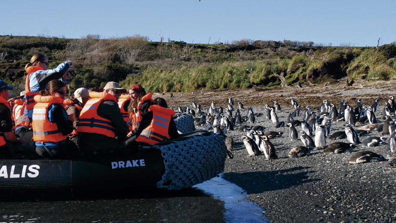 Swimming And Leaping Penguins In Antarctica