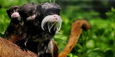 pantiacolla emperor tamarin monkeys manu peru
