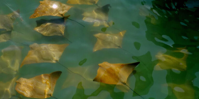 golden rays black turtle cove galapagos