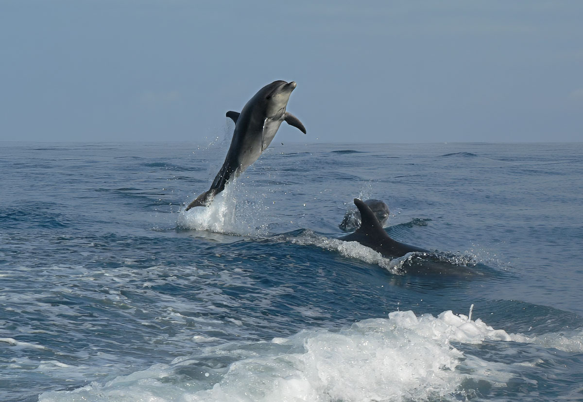 leaping dolphins in galapagos