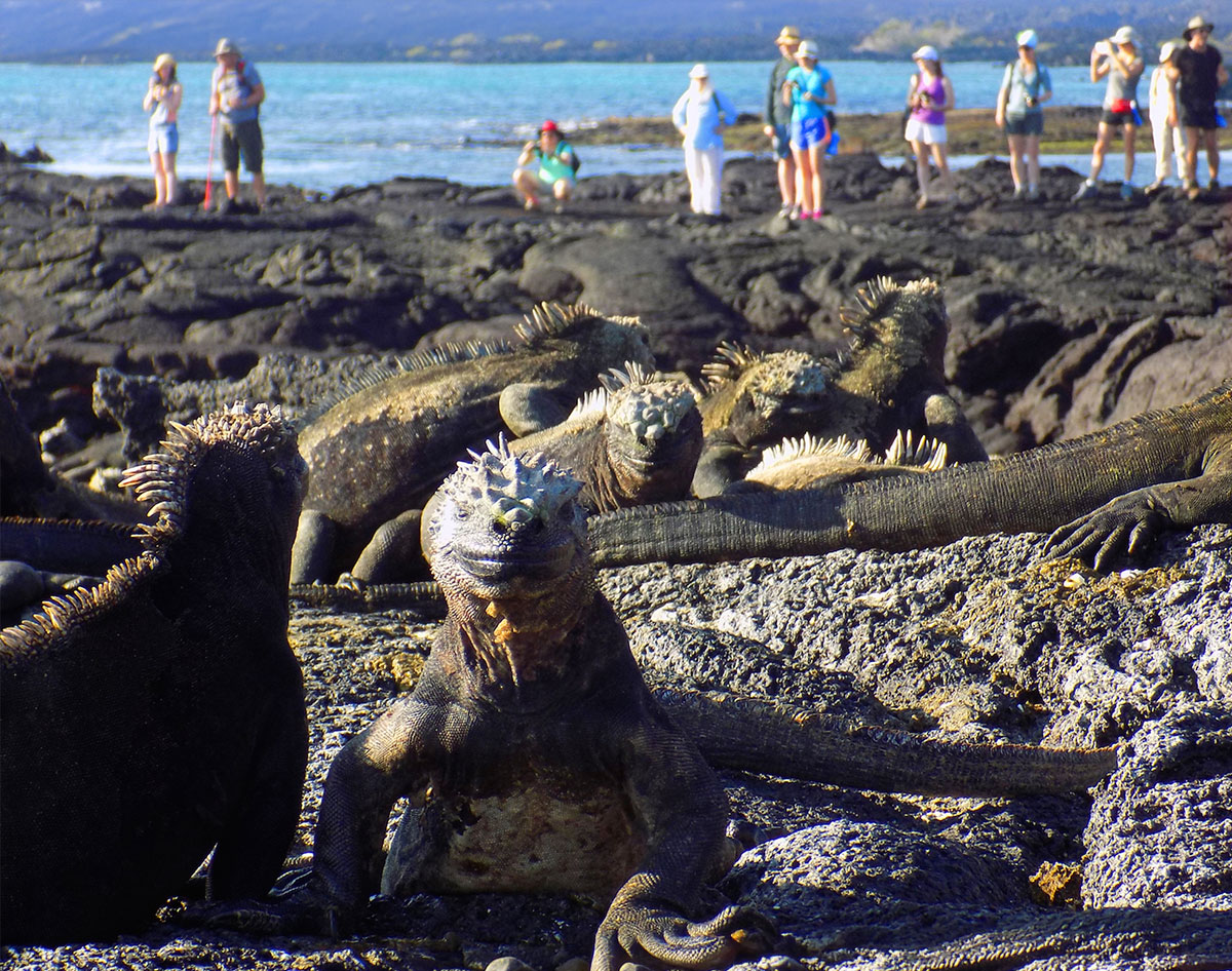 Marine Iguanas Galapagos
