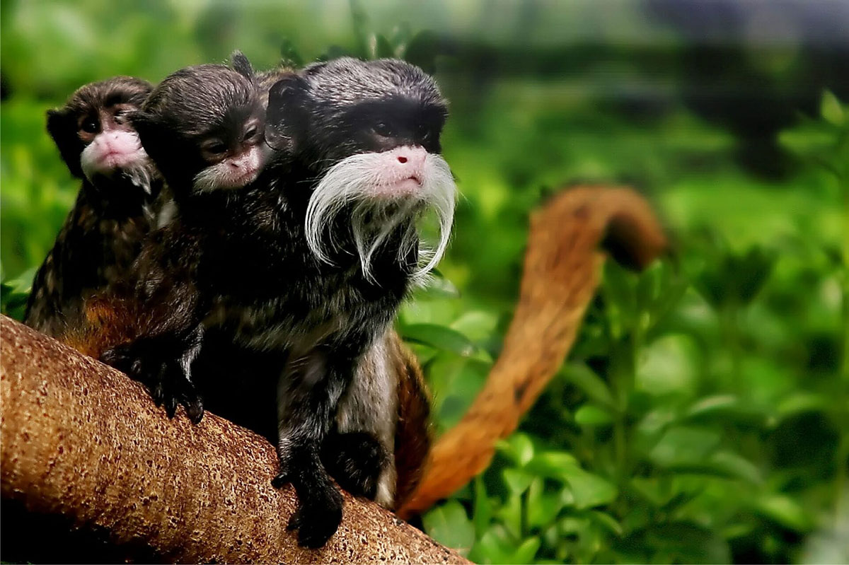 Pantiacolla Emperor Tamarin Monkeys Manu Peru