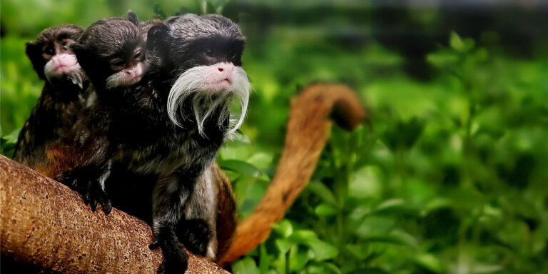 Pantiacolla Emperor Tamarin Monkeys Manu Peru