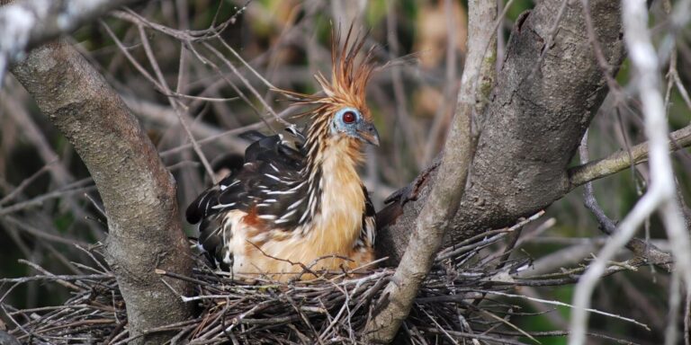 Pantiacolla Hoatzin Nest Manu Peru