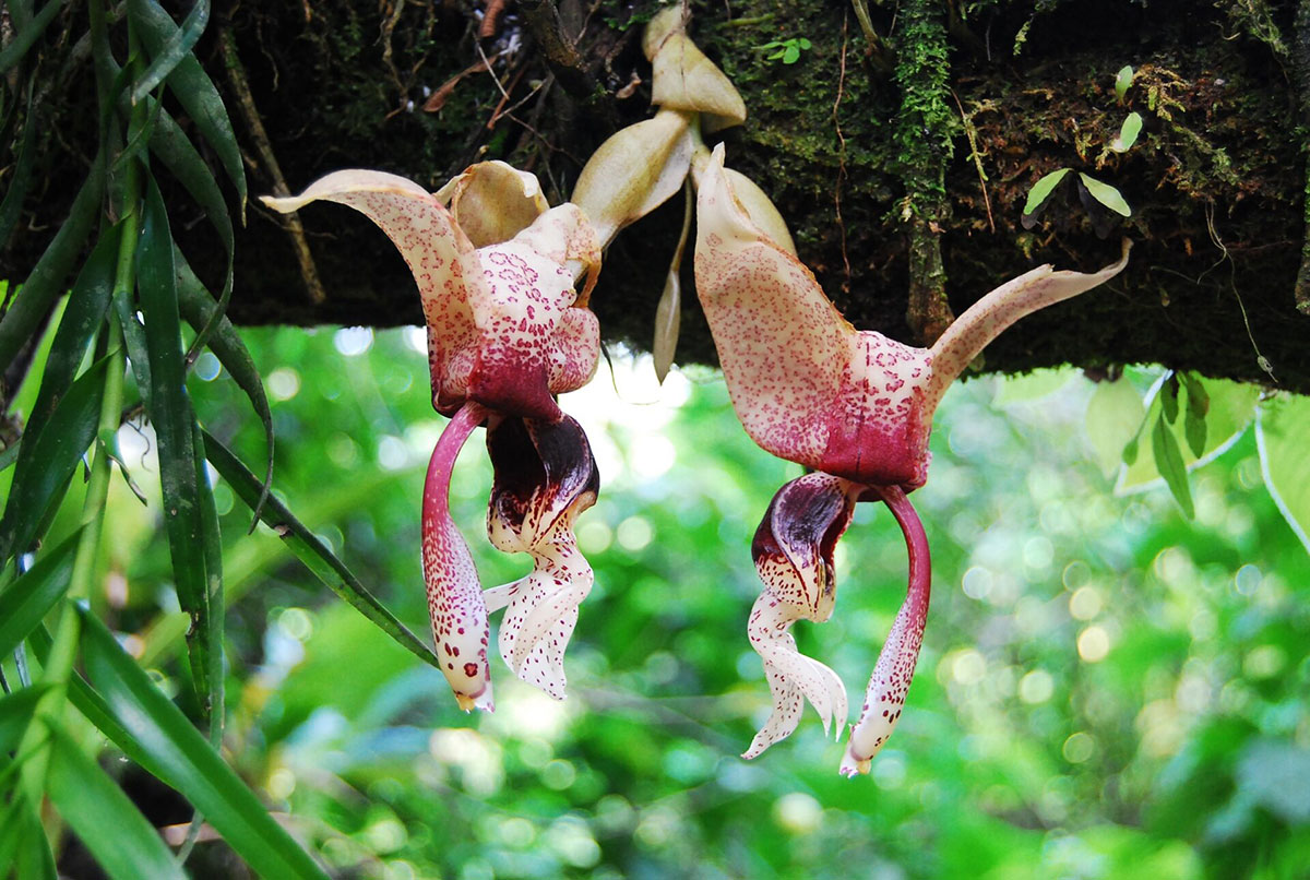 Pantiacolla Orchids Manu Road Peru