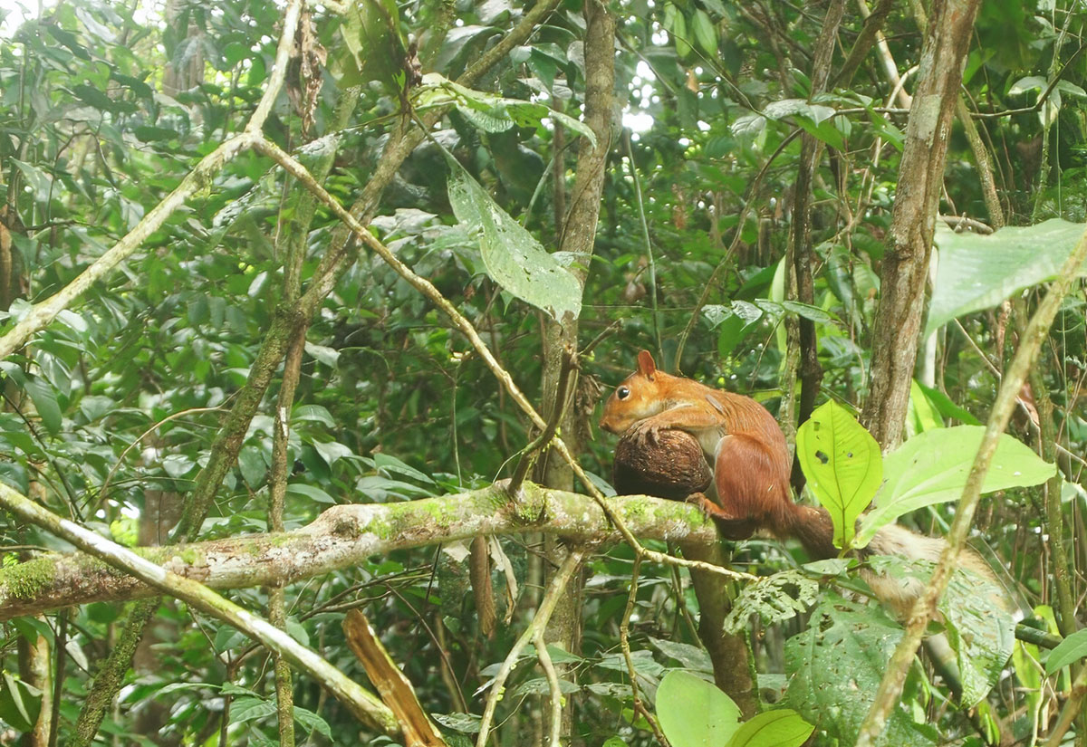 Red Squirrel Tambopata Amazon Peru
