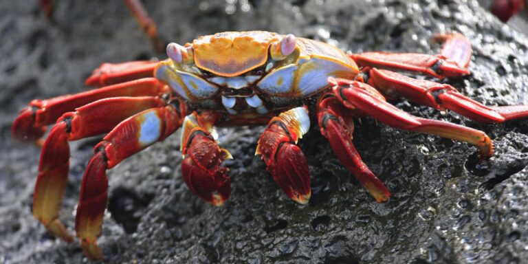 Sally Lightfoot Crab Galapagos Islands