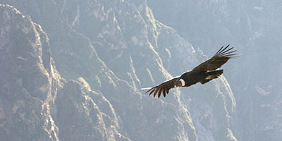 Andean Condor Colca Peru