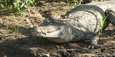 Caiman Guyana