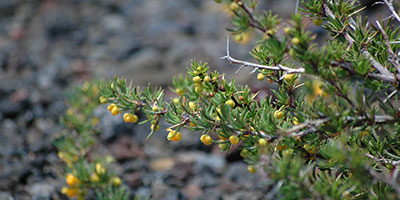 Calafate flowers Patagonia