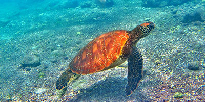 Finch Bay snorkelling with Turtle Galapagos