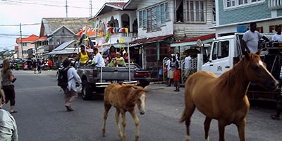 Horses on the street in Georgetown Guyana