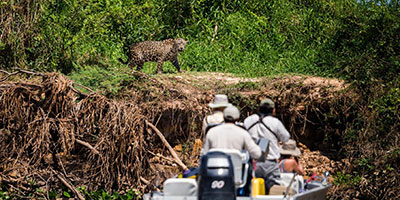 Jaguar In Pantanal Brazil