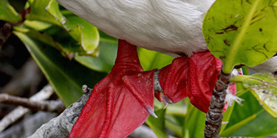 Red feet of a red footed Booby Genovesa Galapagos