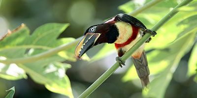 Chestnut-eared Aracari Brazil