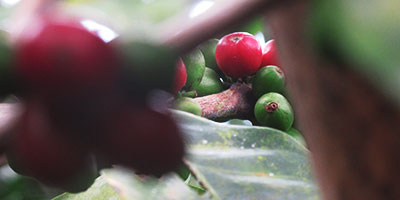 Coffee beans ripening Salento Colombia