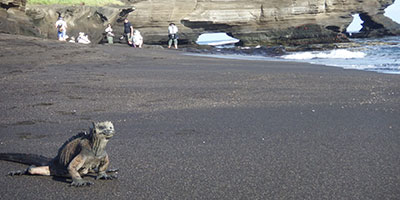 Iguana and land arch Santiago Galapagos