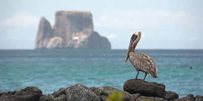 Pelican and Kicker rock Galapagos