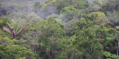 Sacha canopy Ecuador