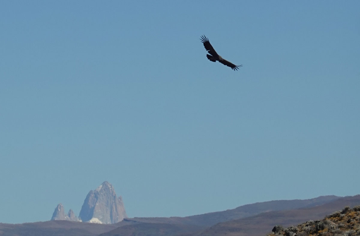 Condor flying with Fitz Roy in the distance Argentina