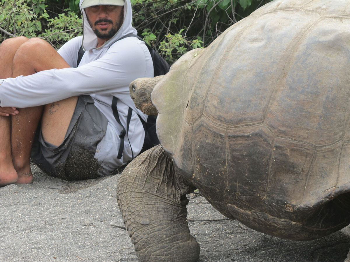 Giant male tortoise and person Urbina Bay Galapagos