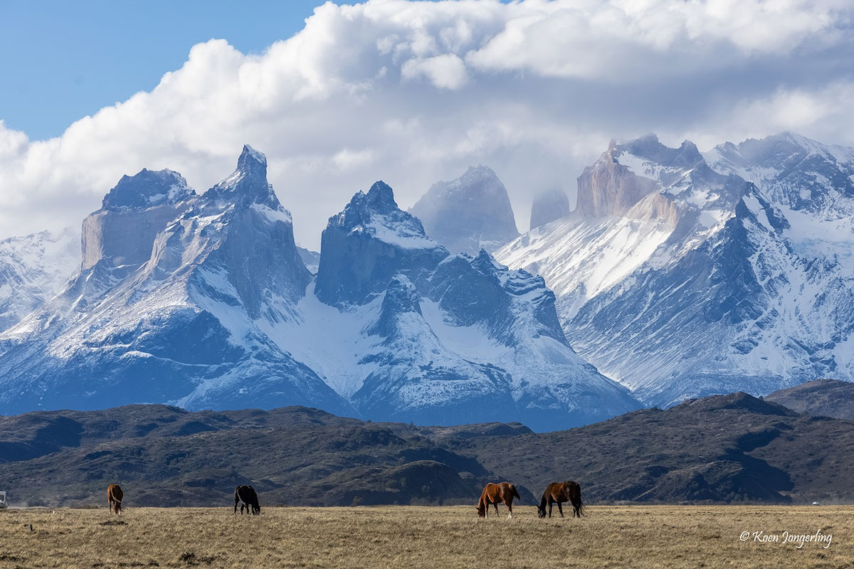 Horns of Paine with horses Torres del Paine National Park Patagonia Chile Koen Dollar