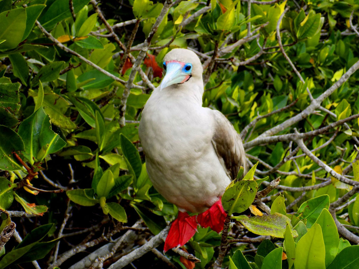 Red footed boobie Galapagos Ecuador