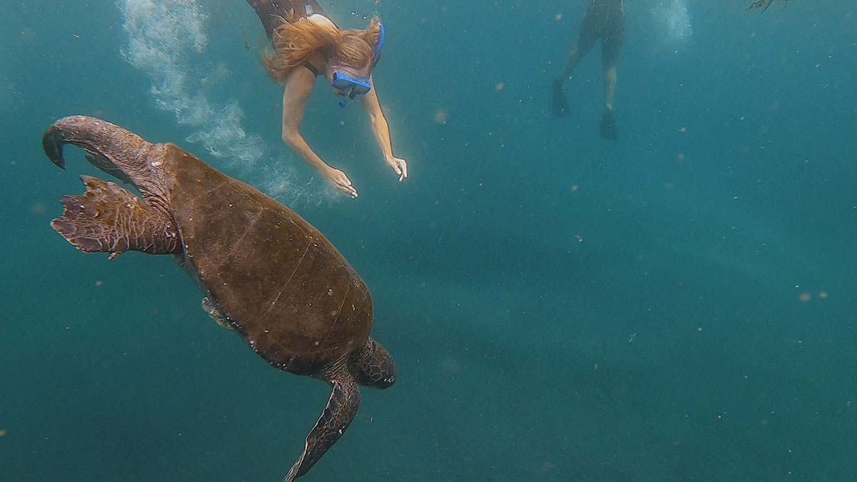 Snorkelling with turtles Fernandina Galapagos Cruise Galapagos Islands