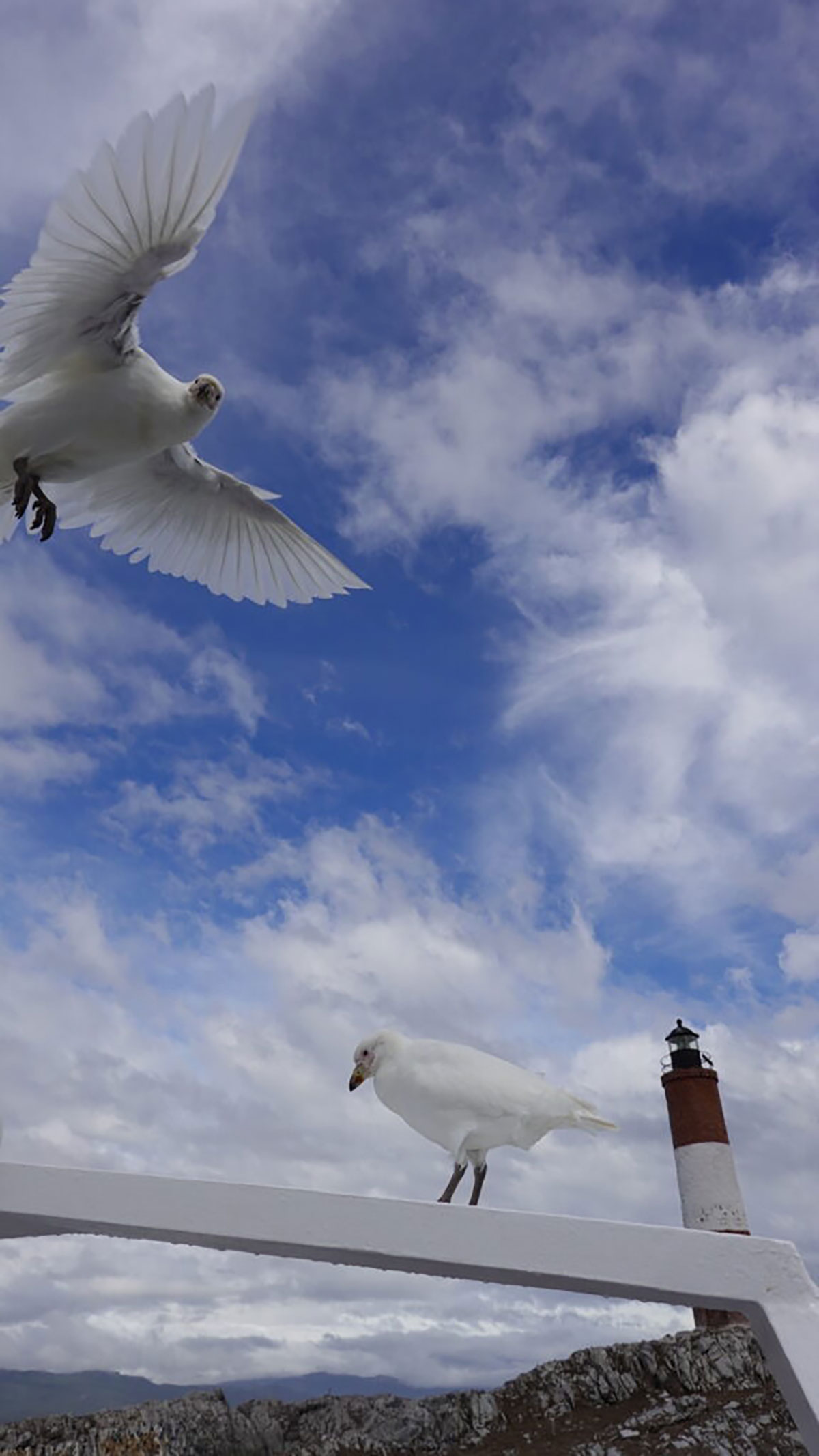 Snowy sheathbill in flight Ushuaia Argentina