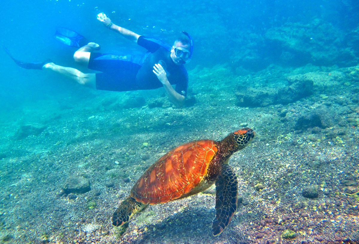 finch bay snorkelling with turtle galapagos
