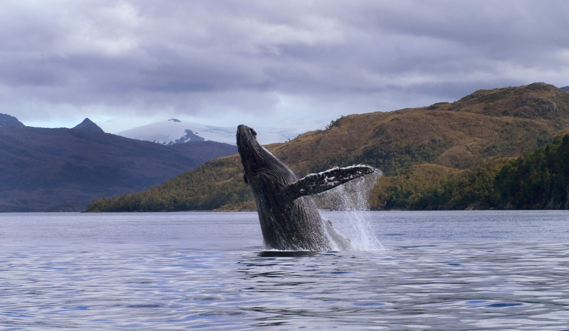 Magellan Strait whale Chile