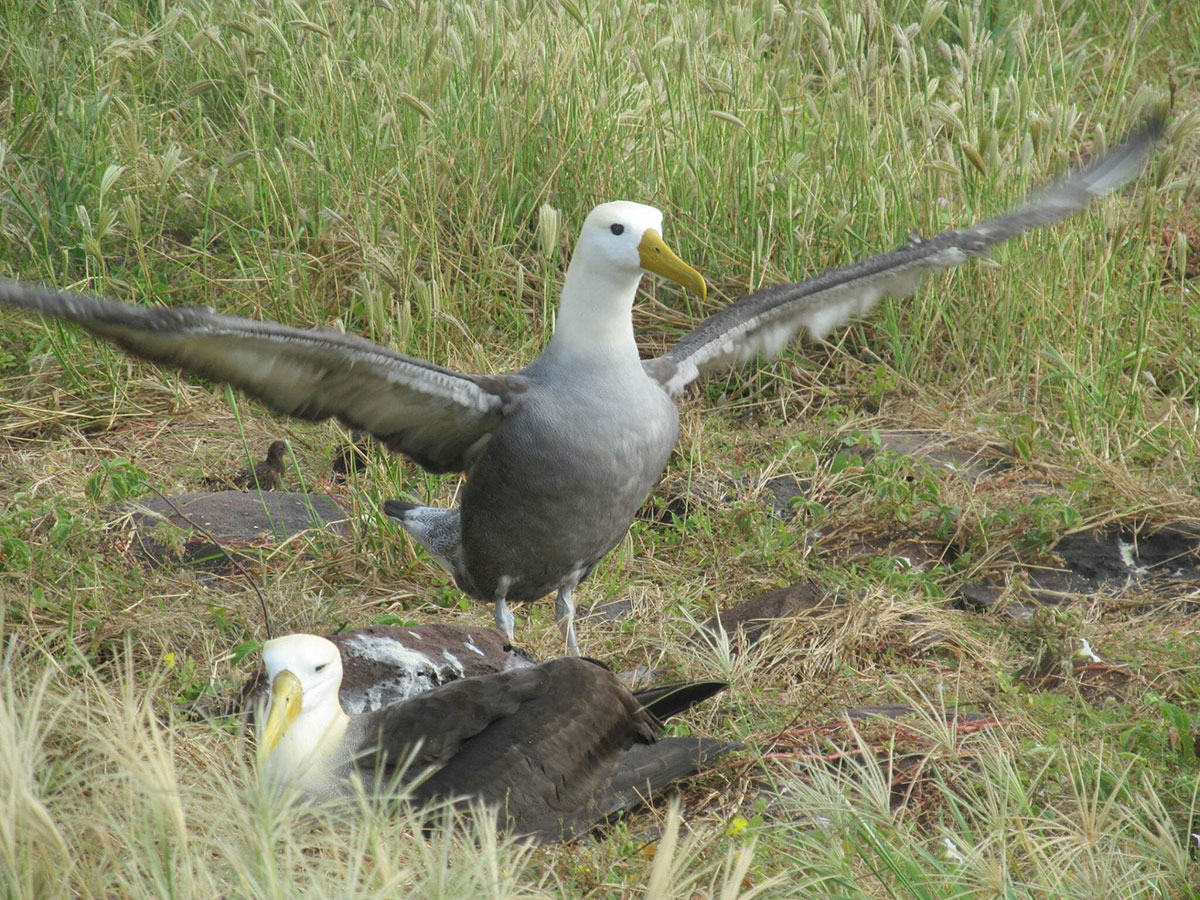 waved albatross galapagos islands