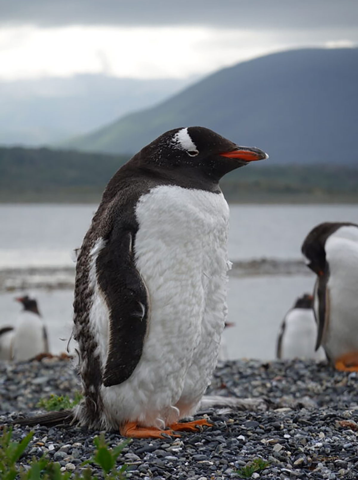 Cold looking Gentoo penguin Ushuaia