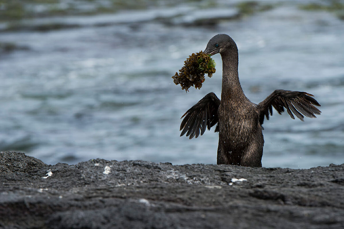 Flightless Cormorant Galapagos