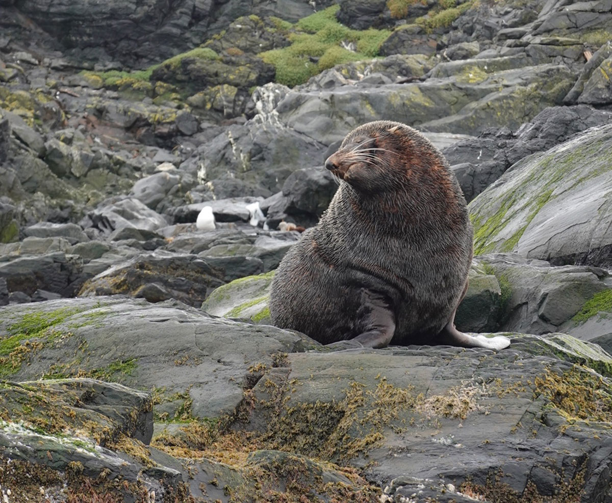 Sea lion Beagle Channel cruise Ushuaia Argentina
