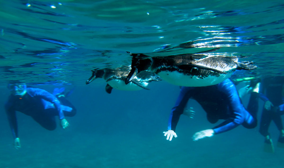Snorkelling-with-Galapagos-Penguins-Samba-Galapagos-Cruise-Galapagos-Islands