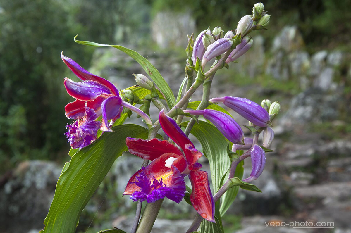large orchids sobralia dichotoma machu picchu peru