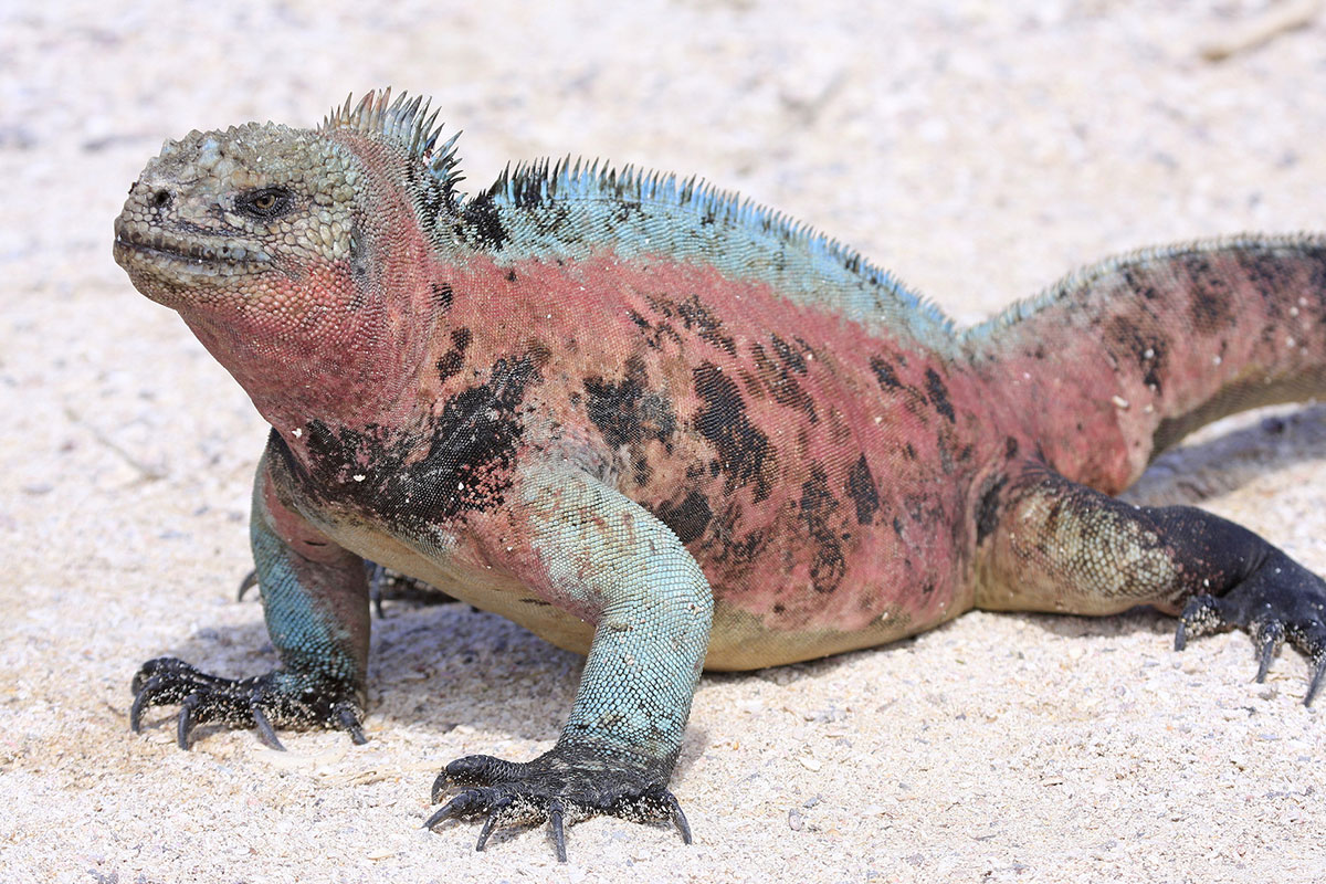 marine iguana galapagos islands